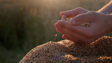 Farmer's-hands-with-grain-in-the-sun.-Organic-farming-concept