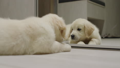Cheerful-puppy-plays-near-the-mirror-with-his-reflection