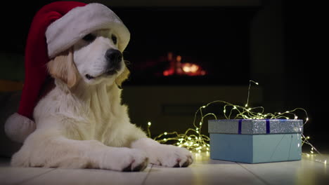 Ein-Hund-Mit-Festlicher-Mütze-Neben-Einer-Schachtel-Mit-Einem-Geschenk.-Im-Hintergrund-Brennt-Ein-Feuer-Im-Kamin