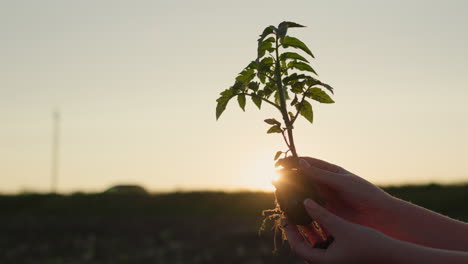 Farmer's-hands-holding-a-tomato-seedling-at-sunset