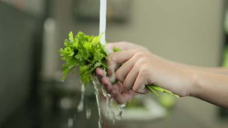 Women's-hands-wash-a-bunch-of-green-parsley-under-tap-water.-slow-motion-video