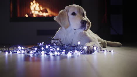 A-cute-dog-lies-near-a-festive-garland,-in-the-background-there-is-a-fire-in-the-fireplace.-Christmas-and-New-Year's-Eve