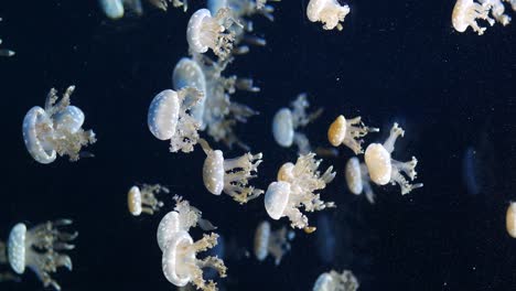 Jellyfish-in-the-aquarium-in-dark-green