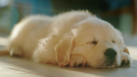 Lindo-Cachorro-Esponjoso-Durmiendo-Una-Siesta-En-El-Suelo-Bajo-El-Sol
