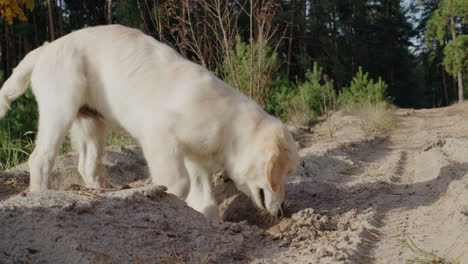 Funny-golden-retriever-puppy-digging-the-ground-on-a-walk.-Hunting-instincts-concept