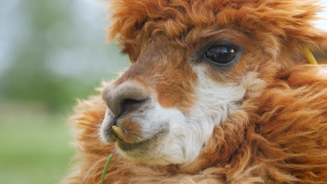 Portrait-of-a-cute-alpaca-with-brown-fur