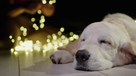 Portrait-of-a-sleeping-dog,-in-the-background-the-owner-is-preparing-garlands-to-decorate-the-house-and-the-fireplace-is-burning.-Christmas-and-New-Year's-Eve