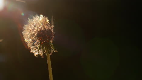 Dandelion-head-flashes-and-burns-in-a-fire.-Slow-motion-4k-video