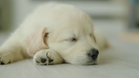 Portrait-of-a-cute-golden-retriever-puppy-sleeping-with-his-head-on-his-paw