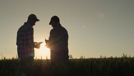 Two-farmer-men-are-working-in-the-field-at-sunset.-Use-a-tablet,-study-spikelets-of-wheat