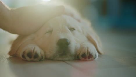 Cute-puppy-is-napping-on-its-side,-the-owner-is-stroking-his-fur