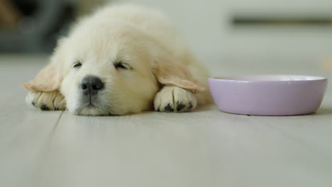 Little-golden-retriever-sleeping-near-his-food-bowl