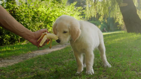 Cute-golden-retriever-puppy-eats-a-banana-from-the-owner's-hand