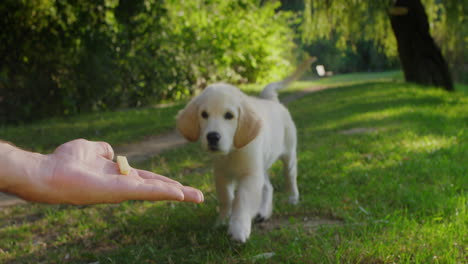 Happy-golden-retriever-puppy-runs-to-its-owner.