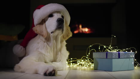 Portrait-of-a-golden-retriever-in-a-New-Year's-hat-near-Christmas-gifts.-There's-a-fireplace-burning-in-the-background