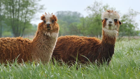 Two-cute-alpacas-are-resting-on-the-grass