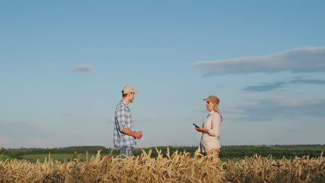 Two-farmers-communicate-on-the-background-of-a-wheat-field.-They-use-a-tablet