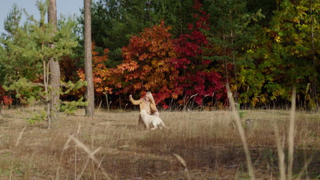 A-woman-walks-with-a-dog-in-a-picturesque-autumn-forest-against-the-backdrop-of-yellow-trees-and-evergreen-pines.