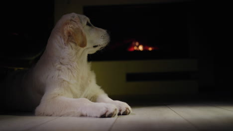 Cachorro-Golden-Retriever-Recibiendo-Un-Regalo-De-Navidad