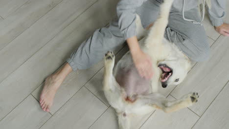 The-owner-plays-with-a-golden-retriever-puppy.-Sitting-on-the-floor-of-his-house,-petting-and-tickling-the-puppy's-belly