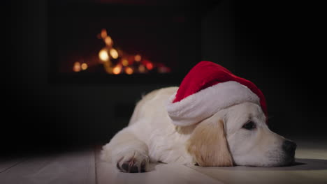 A-funny-dog-in-a-New-Year's-cap-is-dozing-against-the-backdrop-of-a-burning-fireplace.
