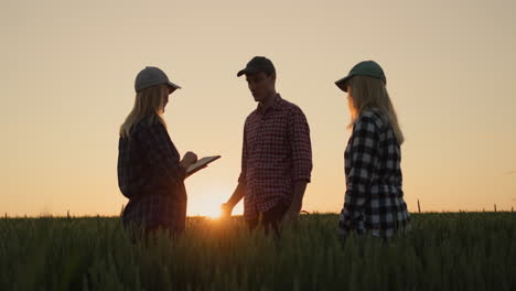 Teamwork---farmers-communicate-against-the-backdrop-of-a-wheat-field-where-the-sun-sets.