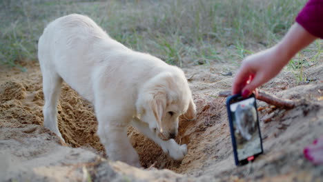 The-owner-takes-a-photo-of-a-puppy-digging-a-hole-in-the-sand.-Fun-time-with-your-pet