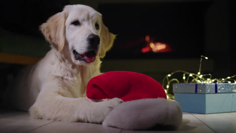 Ein-Hund-Mit-Neujahrshut-Liegt-Neben-Einer-Schachtel-Mit-Einem-Geschenk,-Im-Hintergrund-Brennt-Ein-Feuer-Im-Kamin.