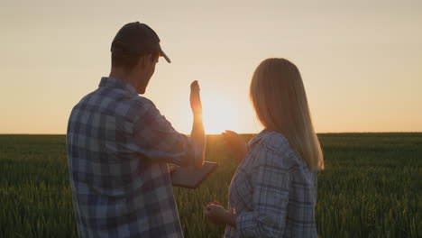 A-couple-of-farmers-work-in-a-wheat-field-where-the-sun-rises.-Use-a-tablet