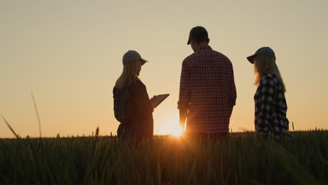 Several-young-farmers-are-talking-against-the-backdrop-of-a-wheat-field-at-sunset.-Use-tablet---technology-in-agriculture
