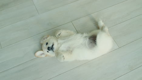 A-cute-puppy-of-a-golden-retriever-lies-on-his-back-on-the-floor-in-the-house.-Funny-videos-with-pets