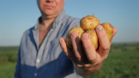 The-farmer-holds-in-his-hand-several-young-potatoes,-stands-in-a-field-where-the-potatoes-have-just-been-dug