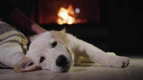 Pet-owner-and-cute-golden-retriever-puppy-resting-near-a-burning-fireplace