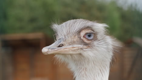 Portrait-of-a-cute-ostrich-in-the-farm