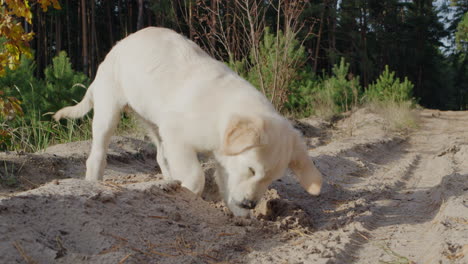 A-prospector-puppy-digs-a-hole-in-the-sand,-a-fun-walk-with-a-dog-in-a-pine-forest