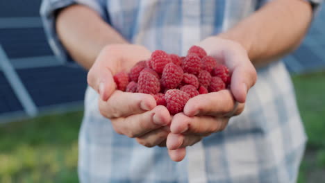 Farmer's-hands-with-a-handful-of-fresh-raspberries,-solar-panels-in-the-background