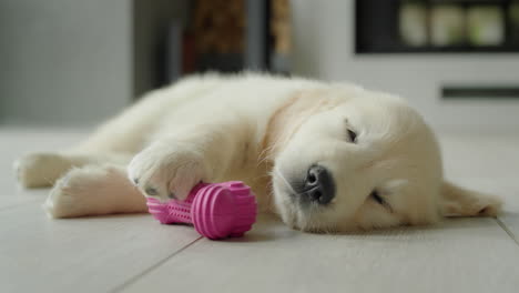 Lindo-Cachorro-Golden-Retriever-Durmiendo-En-El-Suelo-Con-Su-Juguete-Favorito