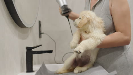 A-small-puppy-of-a-golden-retriever-is-dried-with-a-hair-dryer-after-bathing