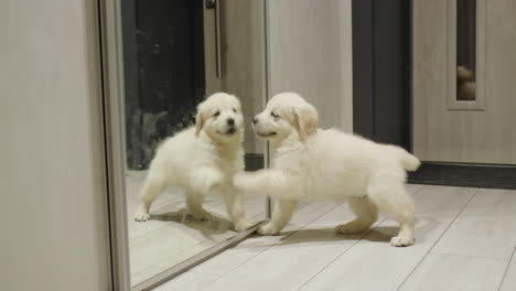 Funny-golden-retriever-puppy-plays-with-his-reflection-in-the-mirror.-Dog-sees-a-mirror-for-the-first-time