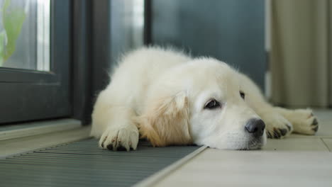 A-cute-puppy-lies-on-an-in-floor-convector,-warming-up-from-the-house-heating-system