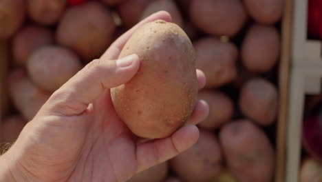A-customer's-hand-holds-potatoes-over-the-counter-at-a-farmers'-market.-First-person-view