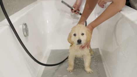 A-cute-puppy-of-a-golden-retriever-is-bathed-in-a-bathtub,-watered-from-a-shower-hose