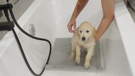 Eine-Frau-Badet-Einen-Süßen-Golden-Retriever-Welpen.-Erstes-Hundebad-Und-Haustierpflege