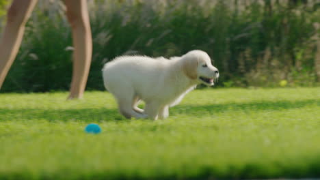 A-playful-puppy-of-a-golden-retriever-runs-after-the-children-on-the-lawn-in-the-backyard-of-the-house.-Slow-motion-4k-video