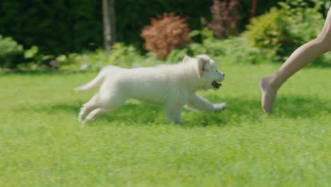 A-carefree-puppy-runs-after-a-child-across-the-lawn-in-the-backyard-of-a-house.-Have-an-active-and-fun-time-with-your-pet