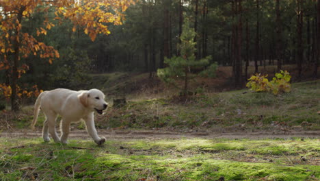 A-cute-golden-retriever-puppy-runs-along-a-path-in-a-picturesque-autumn-forest.-Cinematic-lighting-before-sunset