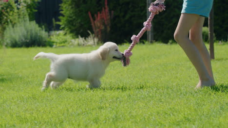 A-child-plays-tug-of-war-with-a-puppy.-Having-fun-in-the-backyard-of-the-house