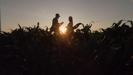 Silhouettes-of-two-male-and-female-farmers.-They-work-in-the-field-of-corn-at-sunset,-use-a-tablet.-Wide-angle-shot