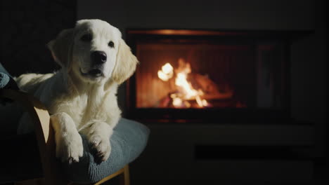 A-golden-retriever-puppy-sits-in-a-chair-against-the-backdrop-of-a-fireplace-where-wood-is-burning