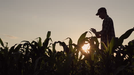 A-young-male-farmer-uses-a-tablet-in-a-corn-field.-Standing-at-sunset
